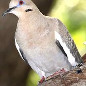 White-winged Dove